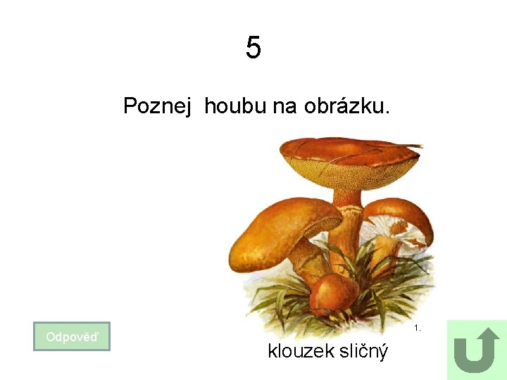 5 Poznej houbu na obrázku. Odpověď 1. klouzek sličný 