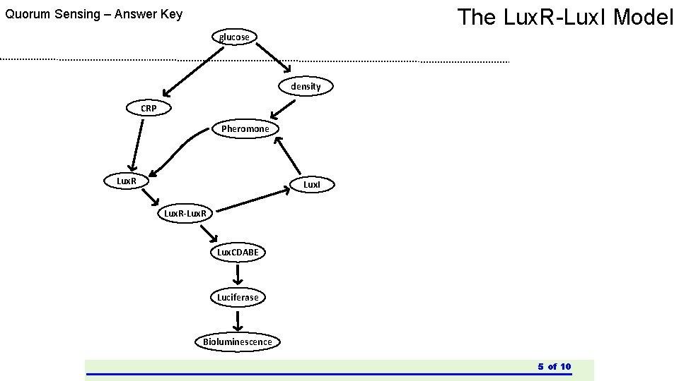 The Lux. R-Lux. I Model Quorum Sensing – Answer Key glucose density CRP Pheromone