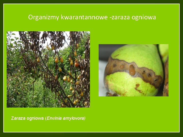Organizmy kwarantannowe -zaraza ogniowa Zaraza ogniowa (Erwinia amylovora) 