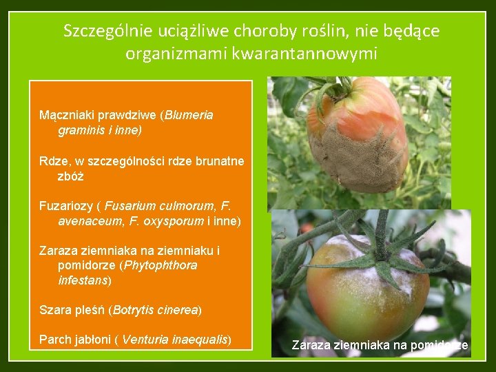 Szczególnie uciążliwe choroby roślin, nie będące organizmami kwarantannowymi Mączniaki prawdziwe (Blumeria graminis i inne)