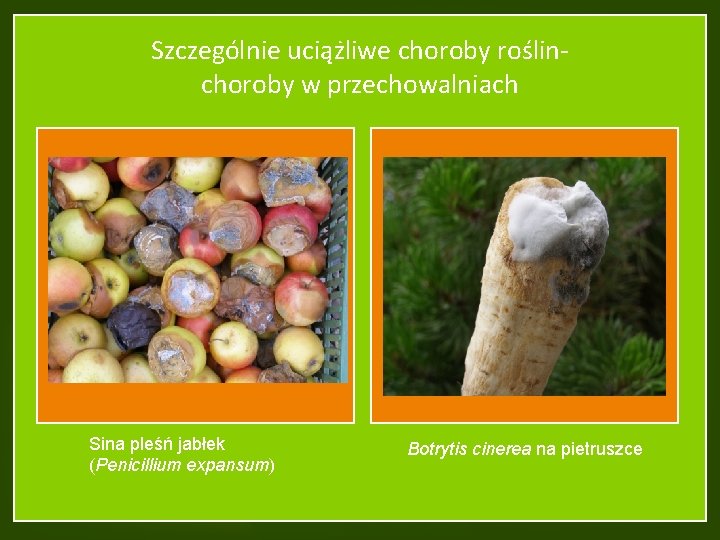 Szczególnie uciążliwe choroby roślinchoroby w przechowalniach Sina pleśń jabłek (Penicillium expansum) Botrytis cinerea na