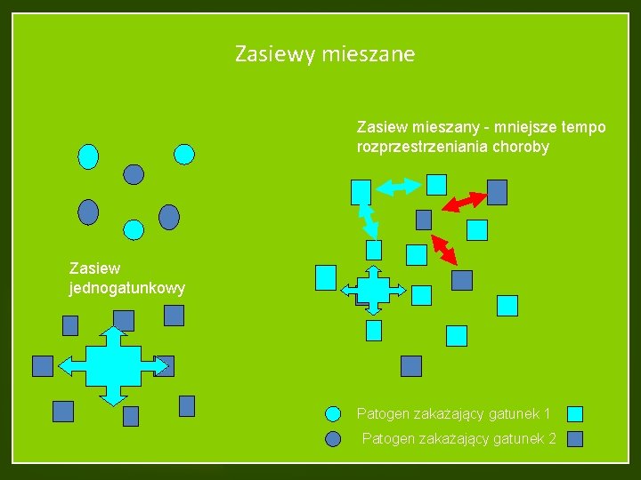 Zasiewy mieszane Zasiew mieszany - mniejsze tempo rozprzestrzeniania choroby Zasiew jednogatunkowy Patogen zakażający gatunek