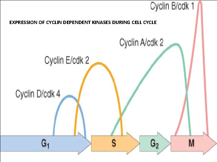 EXPRESSION OF CYCLIN DEPENDENT KINASES DURING CELL CYCLE 