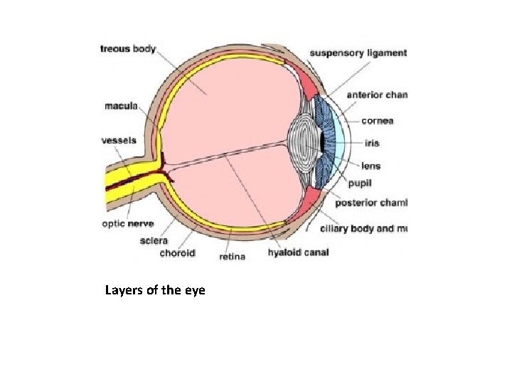 Layers of the eye 
