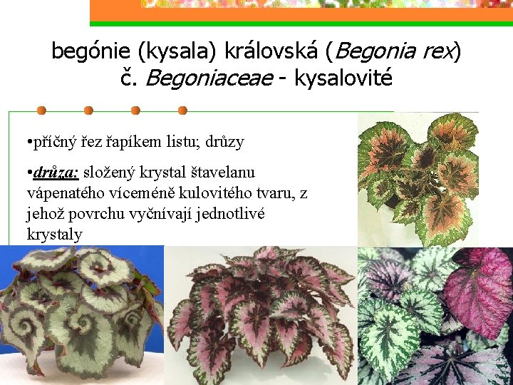 begónie (kysala) královská (Begonia rex) č. Begoniaceae - kysalovité • příčný řez řapíkem listu;