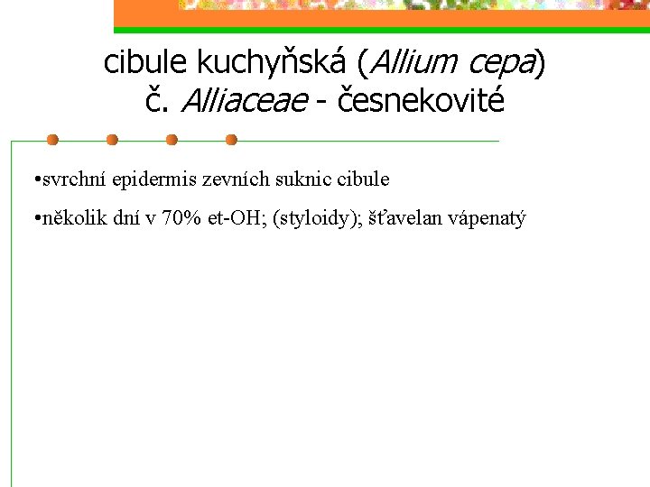 cibule kuchyňská (Allium cepa) č. Alliaceae - česnekovité • svrchní epidermis zevních suknic cibule