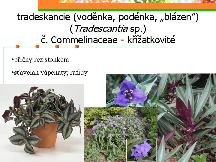 tradeskancie (voděnka, podénka, „blázen”) (Tradescantia sp. ) č. Commelinaceae - křížatkovité • příčný řez