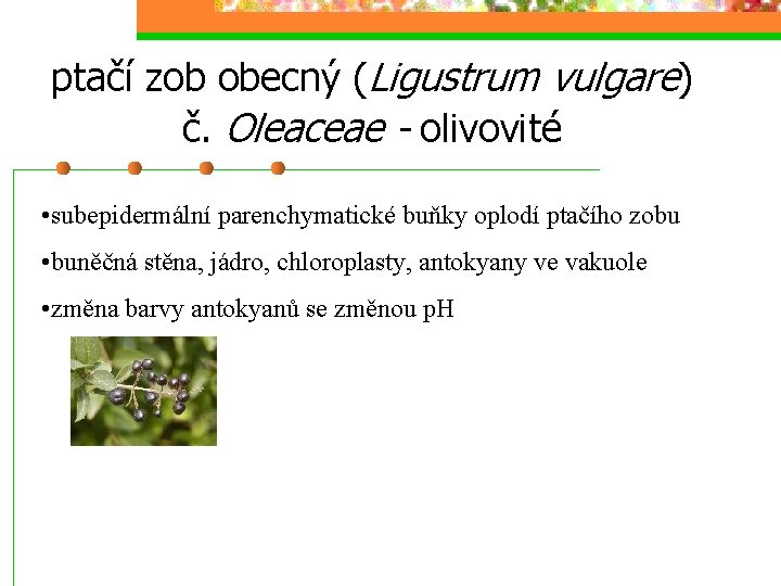 ptačí zob obecný (Ligustrum vulgare) č. Oleaceae - olivovité • subepidermální parenchymatické buňky oplodí