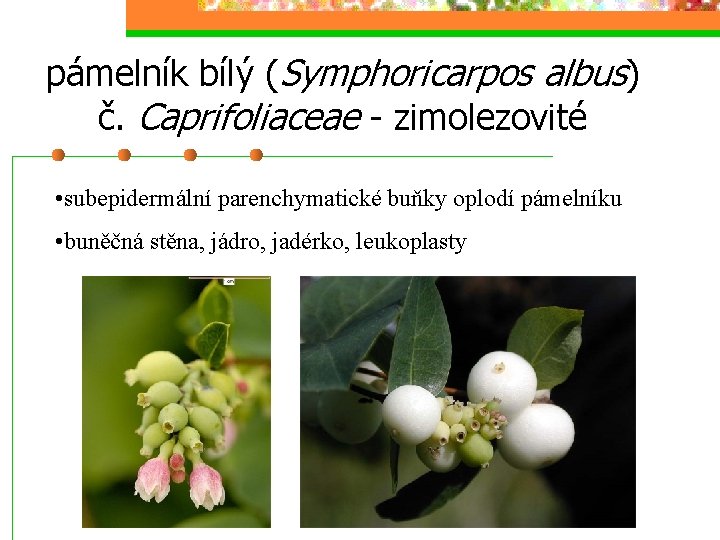 pámelník bílý (Symphoricarpos albus) č. Caprifoliaceae - zimolezovité • subepidermální parenchymatické buňky oplodí pámelníku