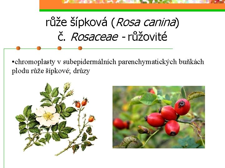 růže šípková (Rosa canina) č. Rosaceae - růžovité • chromoplasty v subepidermálních parenchymatických buňkách