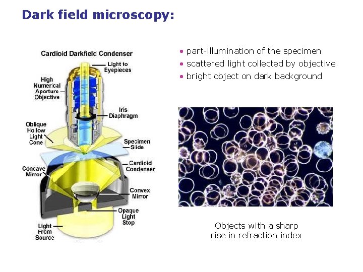Dark field microscopy: • part-illumination of the specimen • scattered light collected by objective