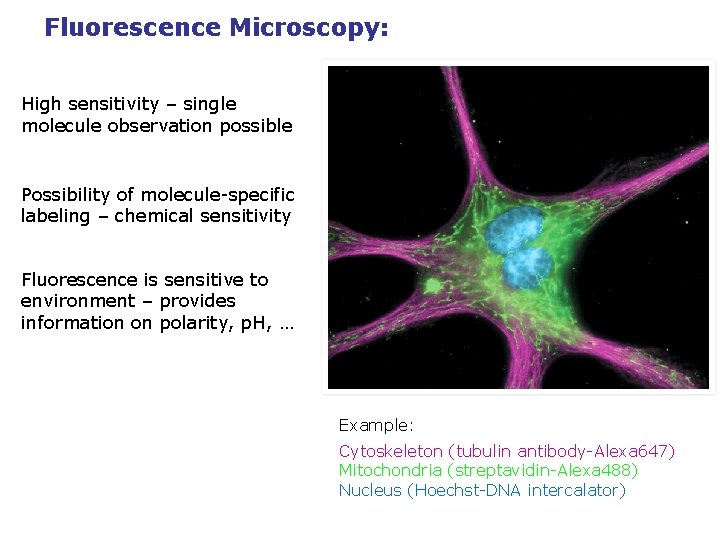 Fluorescence Microscopy: High sensitivity – single molecule observation possible Possibility of molecule-specific labeling –