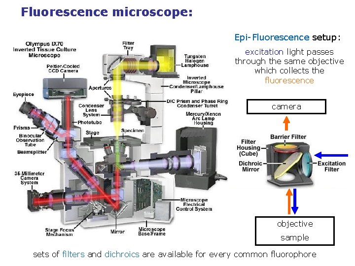 Fluorescence microscope: Epi-Fluorescence setup: excitation light passes through the same objective which collects the