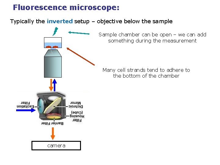 Fluorescence microscope: Typically the inverted setup – objective below the sample Sample chamber can