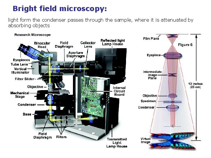 Bright field microscopy: light form the condenser passes through the sample, where it is