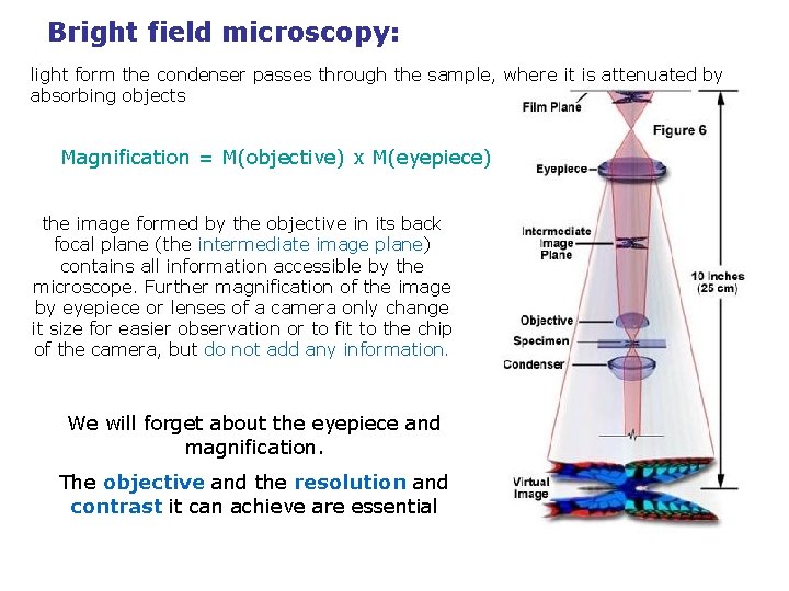 Bright field microscopy: light form the condenser passes through the sample, where it is