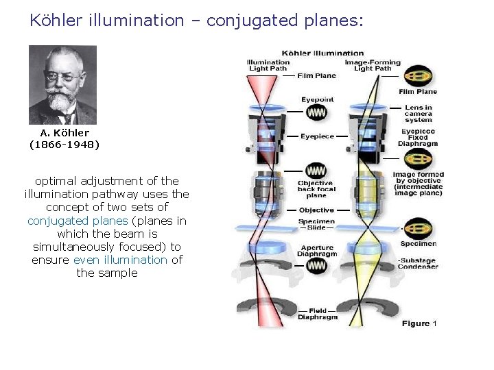 Köhler illumination – conjugated planes: A. Köhler (1866 -1948) optimal adjustment of the illumination