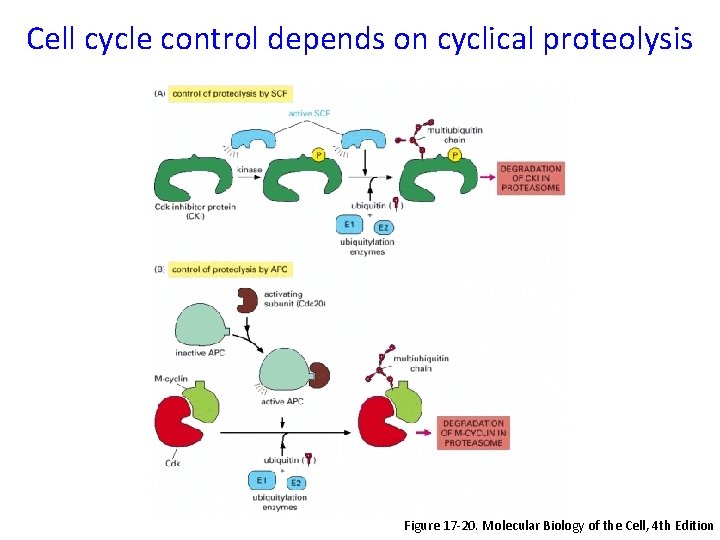 Cell cycle control depends on cyclical proteolysis Figure 17 -20. Molecular Biology of the