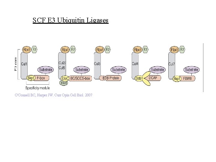 SCF E 3 Ubiquitin Ligases O'Connell BC, Harper JW. Curr Opin Cell Biol. 2007