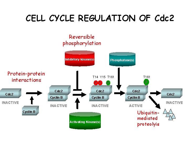 CELL CYCLE REGULATION OF Cdc 2 Reversible phosphorylation Inhibitory kinase(s) Protein-protein interactions Cdc 2