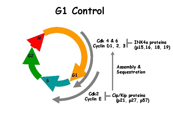 G 1 Control M Cdk 4 & 6 Cyclin D 1, 2, 3 INK