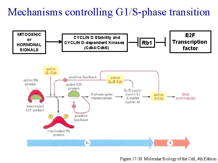 Mechanisms controlling G 1/S-phase transition MITOGENIC or HORMONAL SIGNALS CYCLIN D Stability and CYCLIN