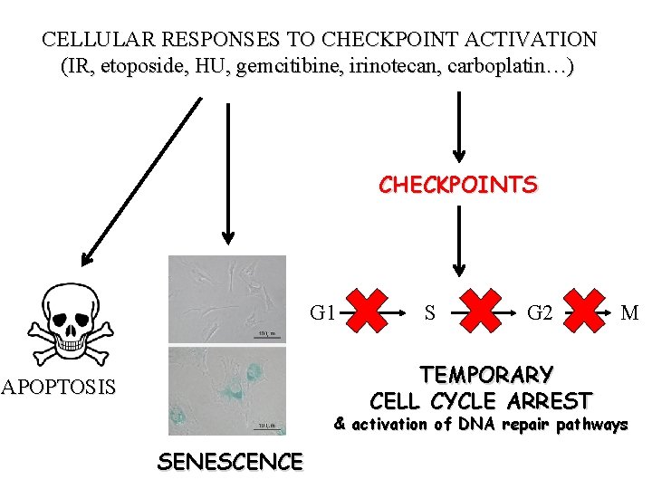 CELLULAR RESPONSES TO CHECKPOINT ACTIVATION (IR, etoposide, HU, gemcitibine, irinotecan, carboplatin…) CHECKPOINTS G 1