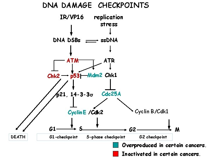 DNA DAMAGE CHECKPOINTS IR/VP 16 replication stress DNA DSBs ss. DNA ATR ATM Chk