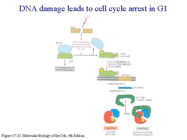 DNA damage leads to cell cycle arrest in G 1 Figure 17 -33. Molecular