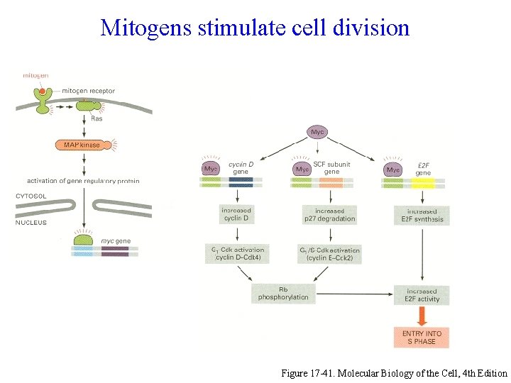 Mitogens stimulate cell division Figure 17 -41. Molecular Biology of the Cell, 4 th