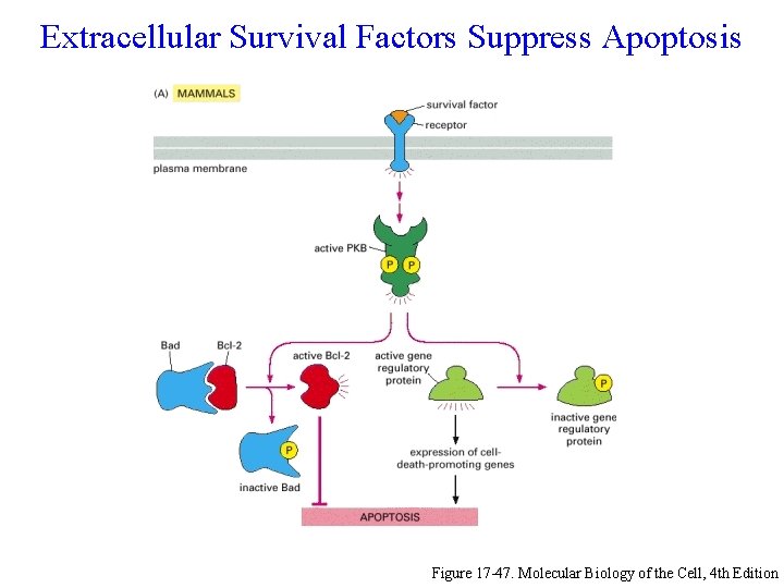 Extracellular Survival Factors Suppress Apoptosis Figure 17 -47. Molecular Biology of the Cell, 4