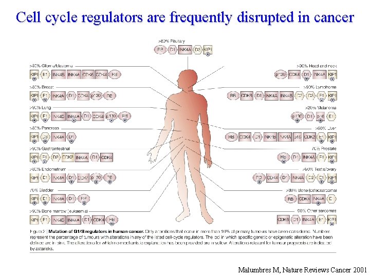Cell cycle regulators are frequently disrupted in cancer Malumbres M, Nature Reviews Cancer 2001