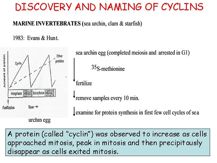 DISCOVERY AND NAMING OF CYCLINS A protein (called “cyclin”) was observed to increase as