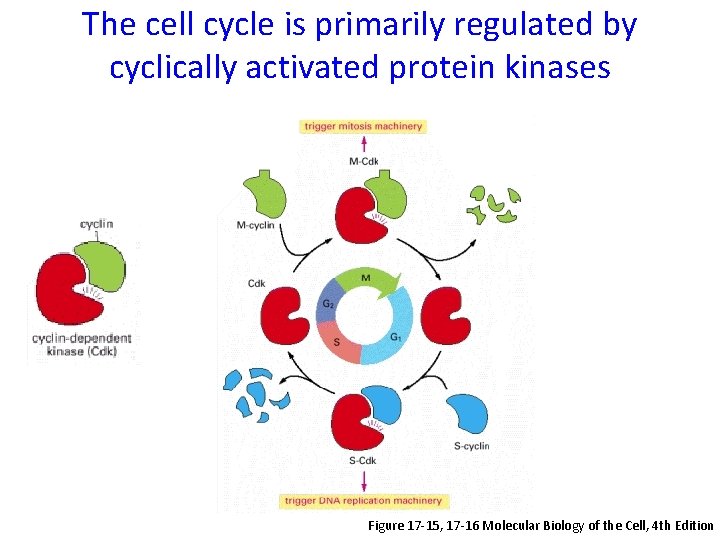 The cell cycle is primarily regulated by cyclically activated protein kinases Figure 17 -15,