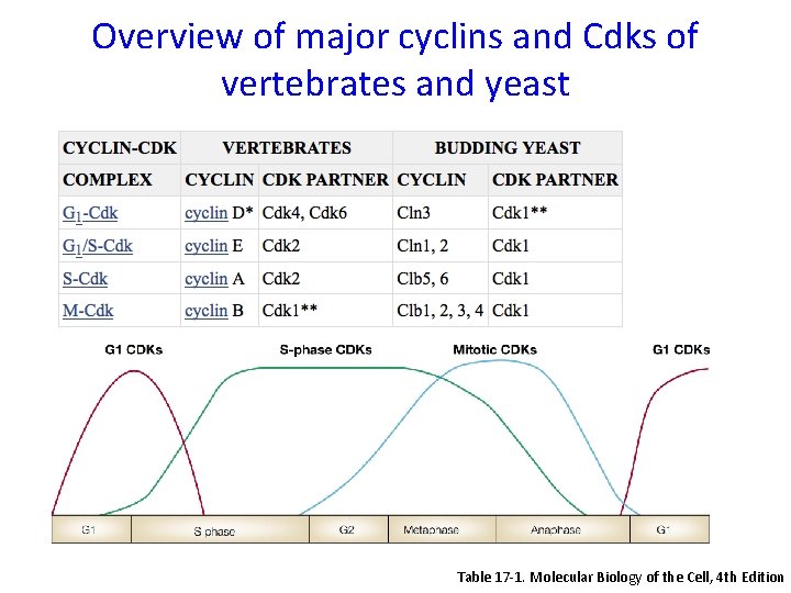 Overview of major cyclins and Cdks of vertebrates and yeast Table 17 -1. Molecular