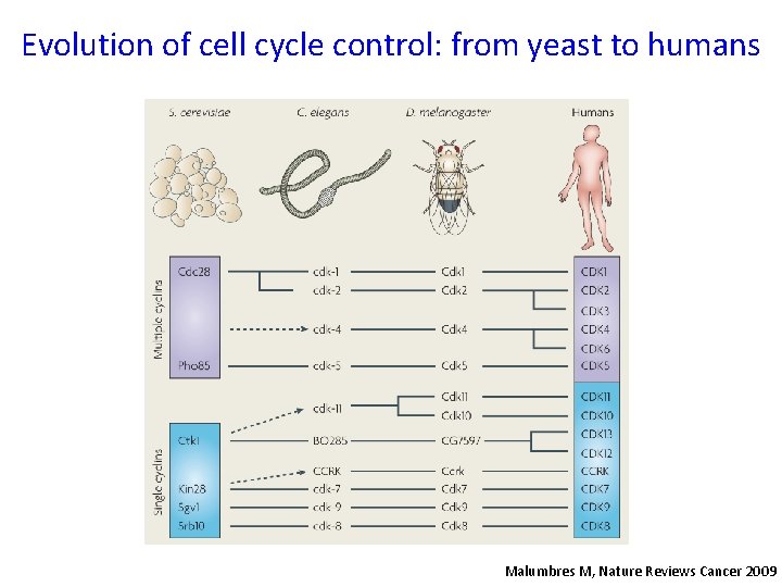 Evolution of cell cycle control: from yeast to humans Malumbres M, Nature Reviews Cancer