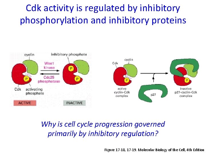 Cdk activity is regulated by inhibitory phosphorylation and inhibitory proteins Why is cell cycle