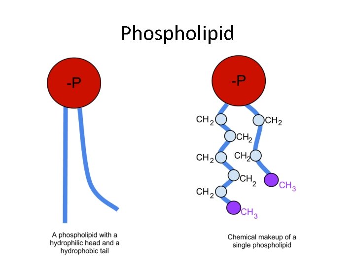 Phospholipid 