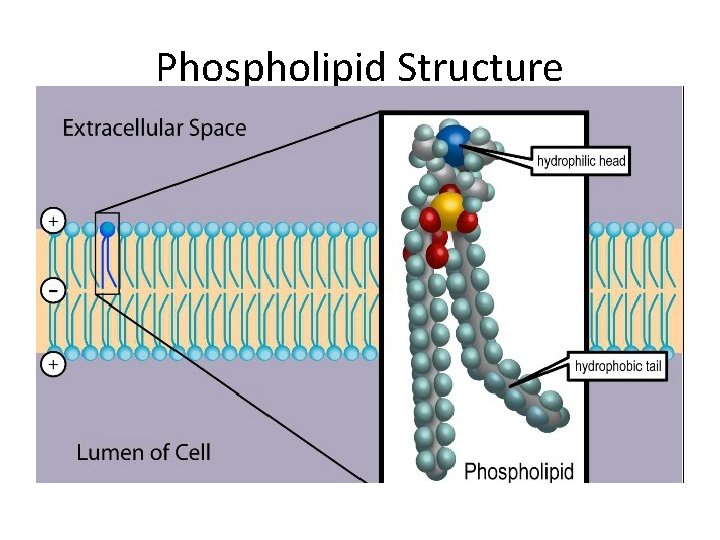 Phospholipid Structure 