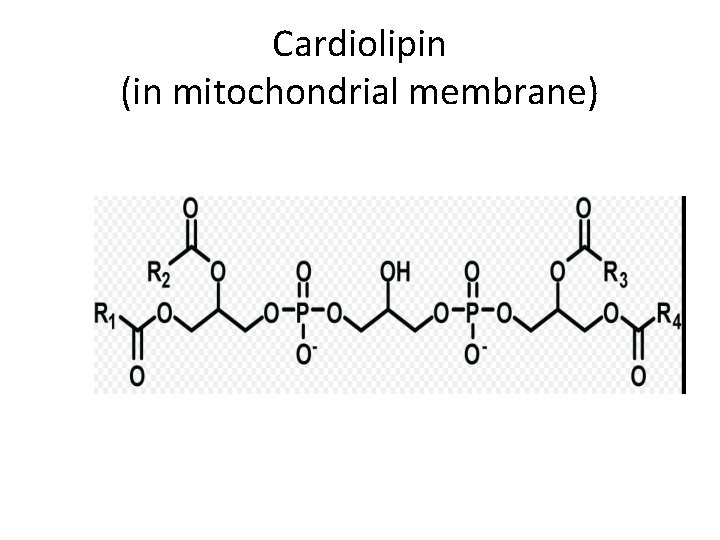 Cardiolipin (in mitochondrial membrane) 