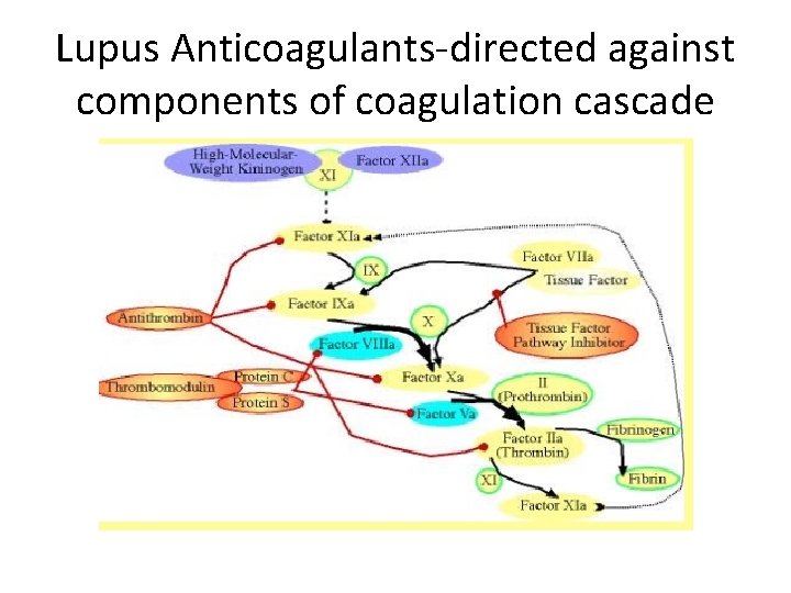 Lupus Anticoagulants-directed against components of coagulation cascade 