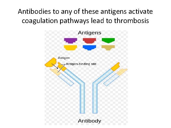 Antibodies to any of these antigens activate coagulation pathways lead to thrombosis 