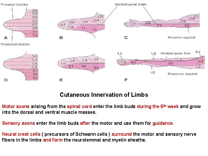 Cutaneous Innervation of Limbs Motor axons arising from the spinal cord enter the limb