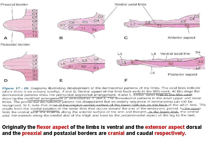 Originally the flexor aspect of the limbs is ventral and the extensor aspect dorsal