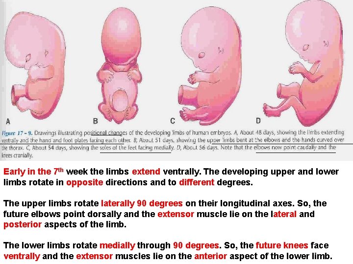 Early in the 7 th week the limbs extend ventrally. The developing upper and