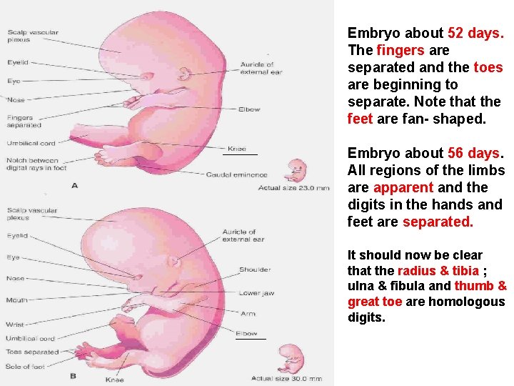 Embryo about 52 days. The fingers are separated and the toes are beginning to