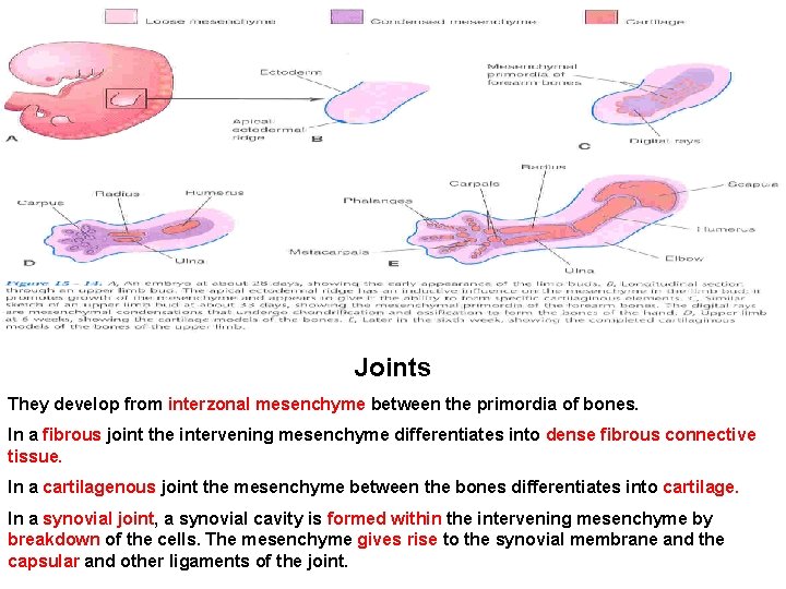 Joints They develop from interzonal mesenchyme between the primordia of bones. In a fibrous