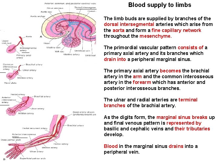 Blood supply to limbs The limb buds are supplied by branches of the dorsal