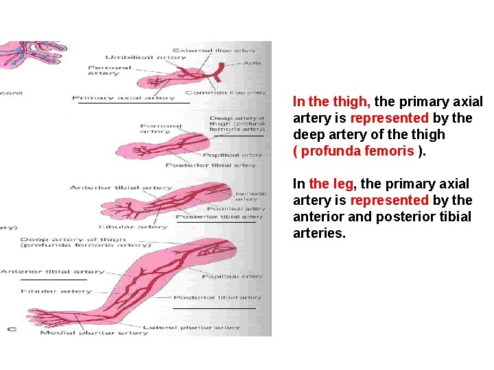 In the thigh, the primary axial artery is represented by the deep artery of