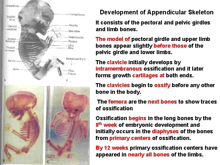 Development of Appendicular Skeleton It consists of the pectoral and pelvic girdles and limb